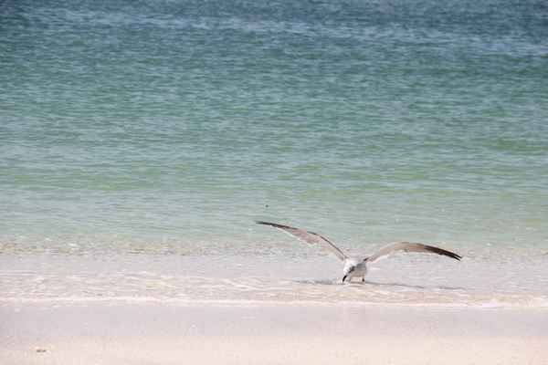 Möwe vorm Abflug, Florida- Nokomis Beach/Golfküste