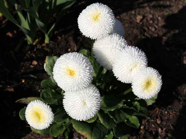 Bellis perennis Edel-Gänseblümchen