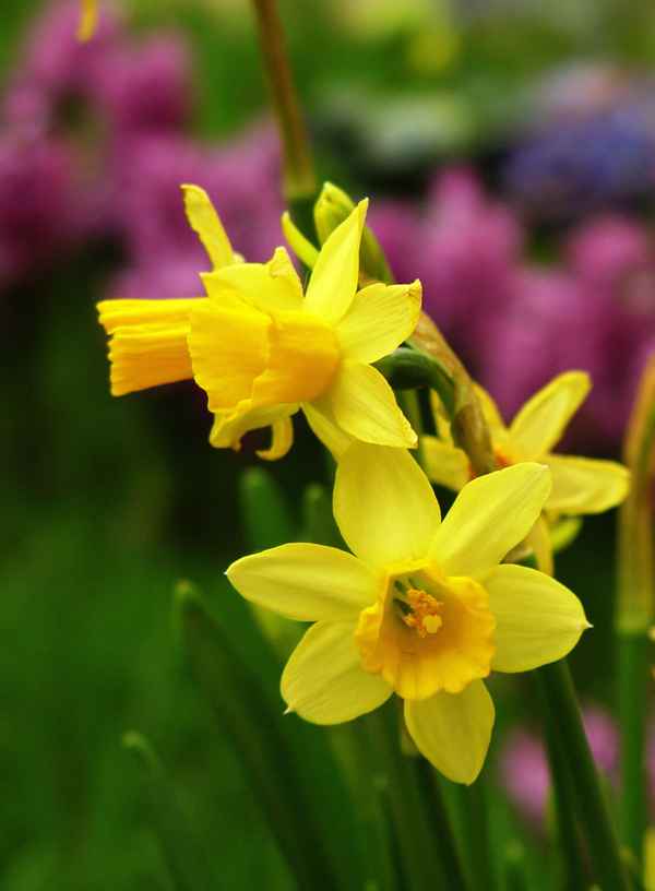 Narzissen in den Zwickau-Arcaden