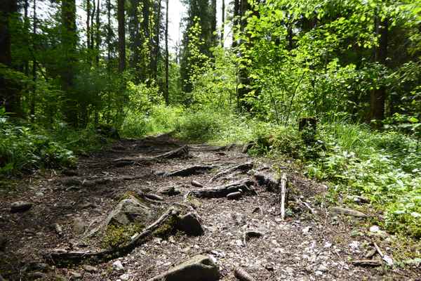 Wurzelweg aus der Sicht der Wanderschuhe