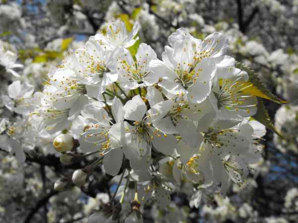 Kirschblüte im April