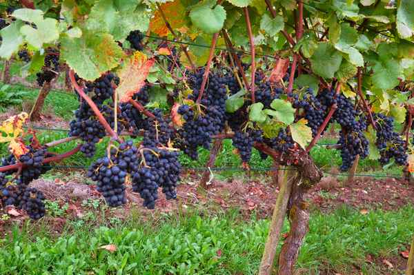 Rebsorte: Hallauer Beerli