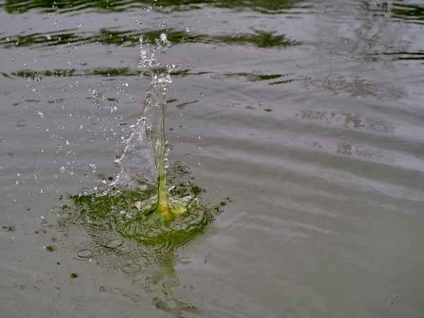 da hat es plumps gemacht