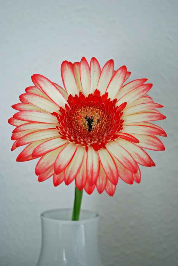 Gerbera