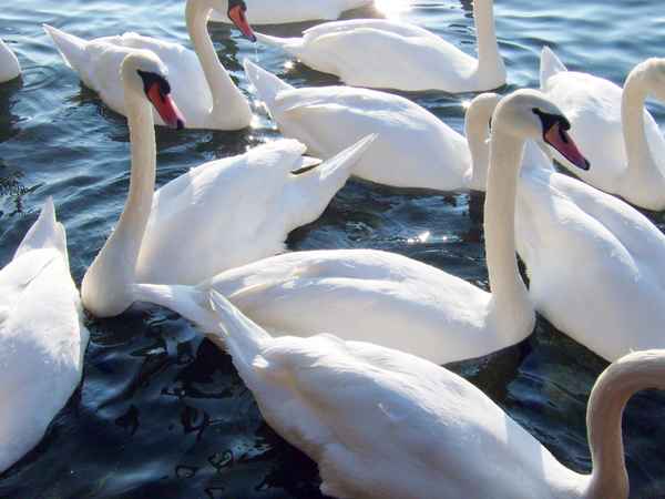 Der Schwanensee