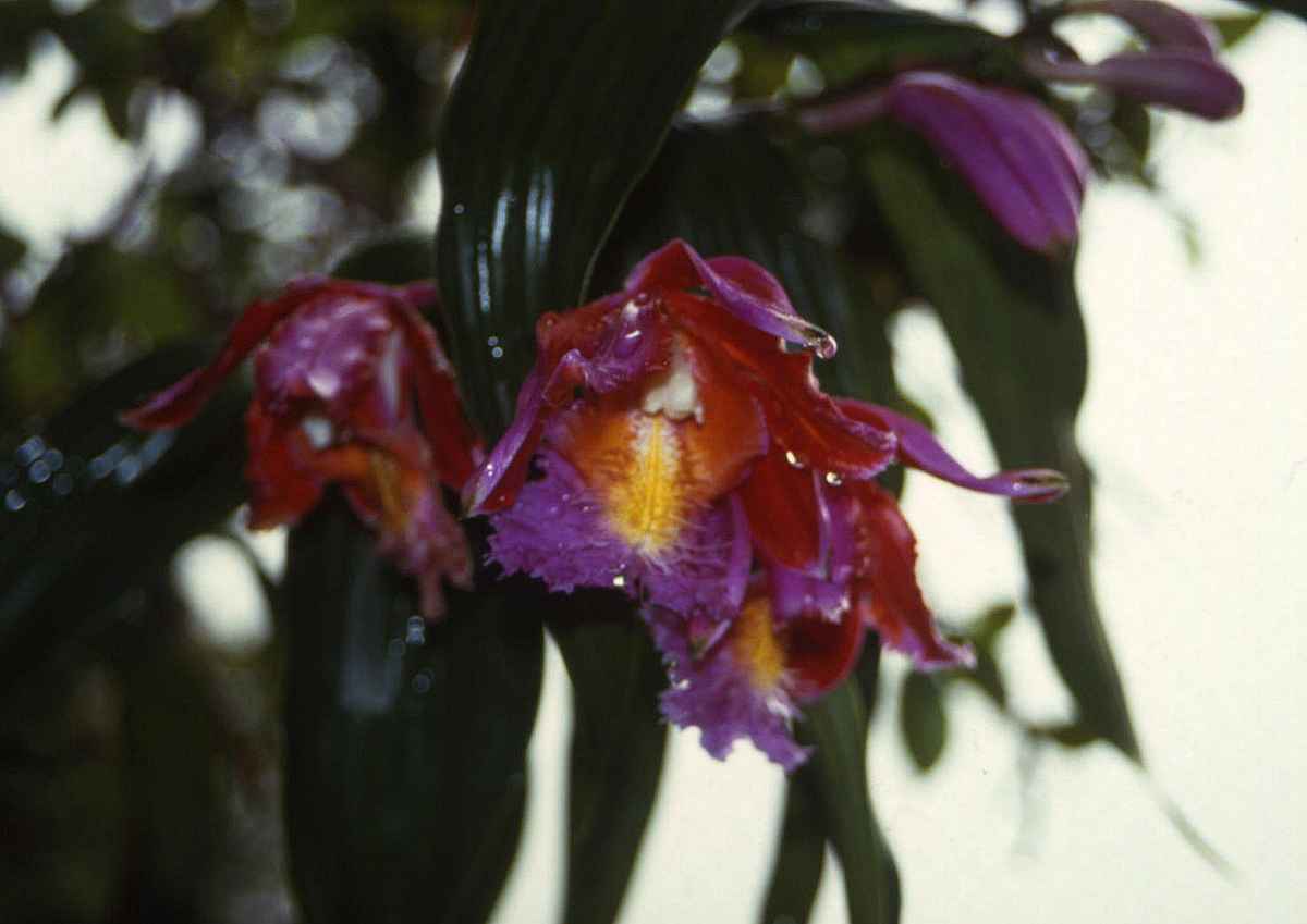ORCHIDEE