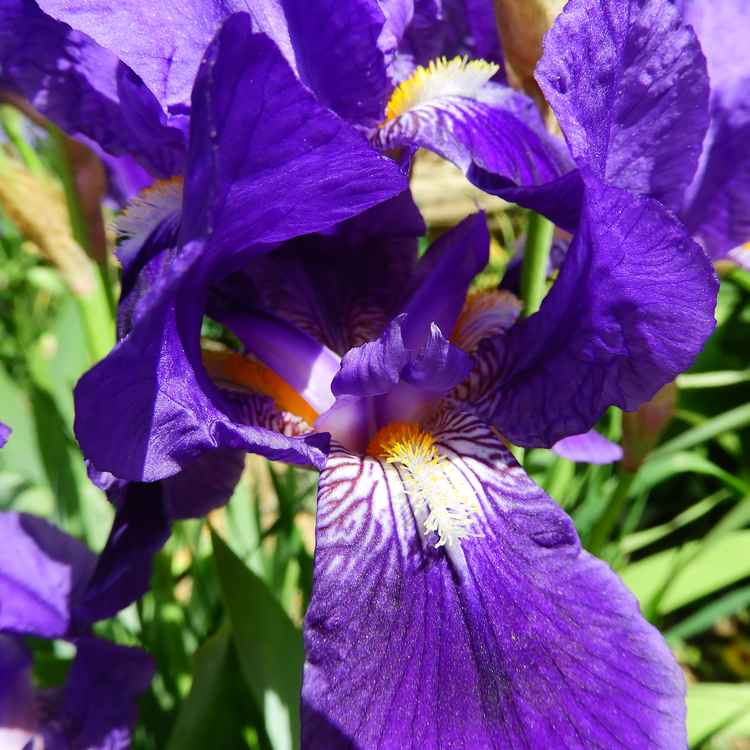 Violette Blüte