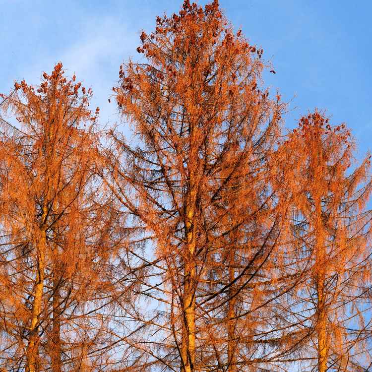 Tote Fichten im Sonnenlicht