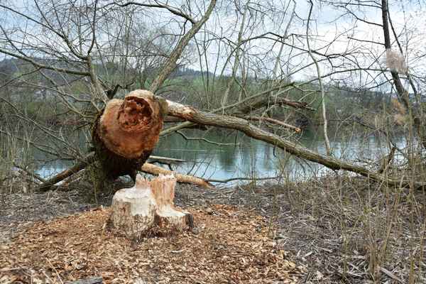 Der Bieber hat ganze Arbeit geleistet
