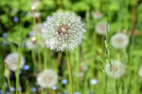 Taraxacum