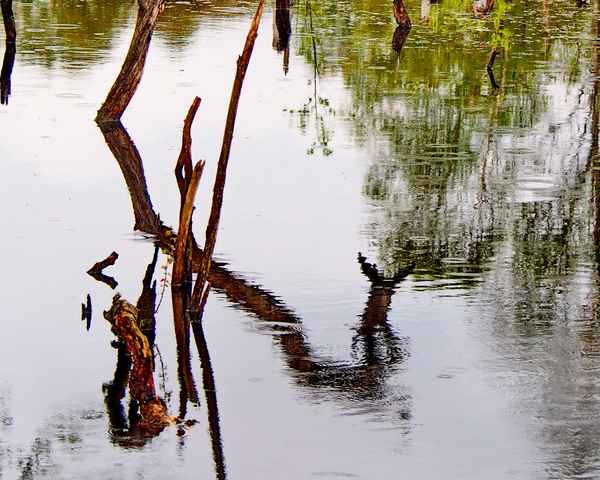besuch aus loch ness ?