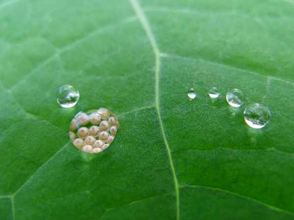 Wasser-Tropfen-Lupe