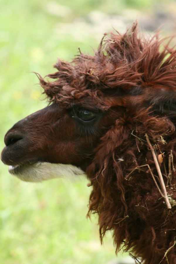 Lama I