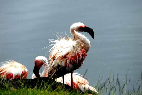 Flamingopaar