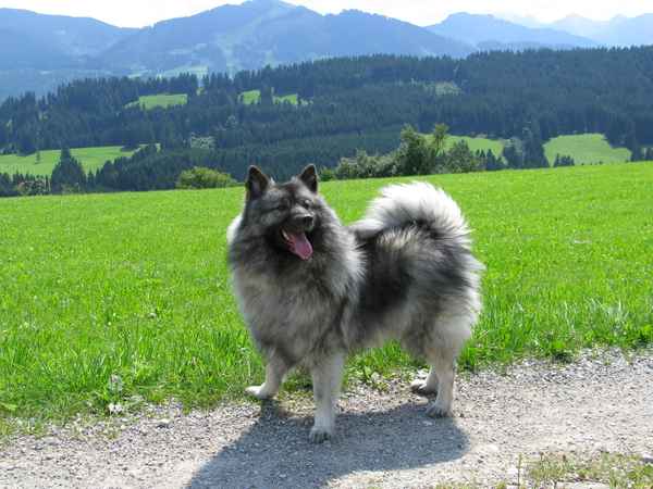 Wolfsspitz Kyra