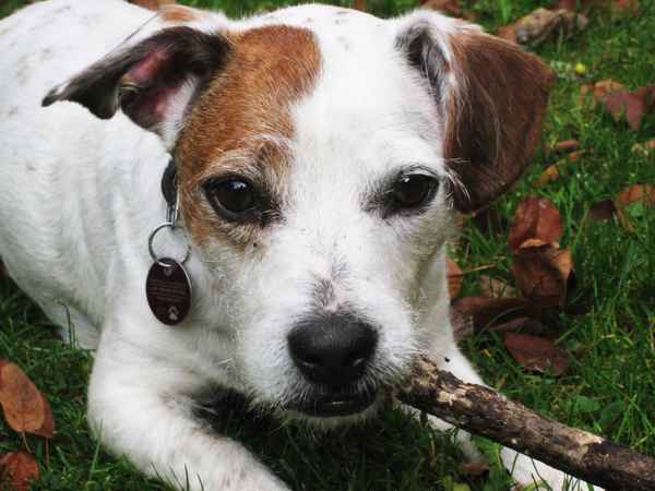 Jack Russel-Mischling Mylo mit seinem Stock