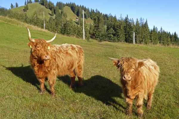Hochlandrinder im Emmental