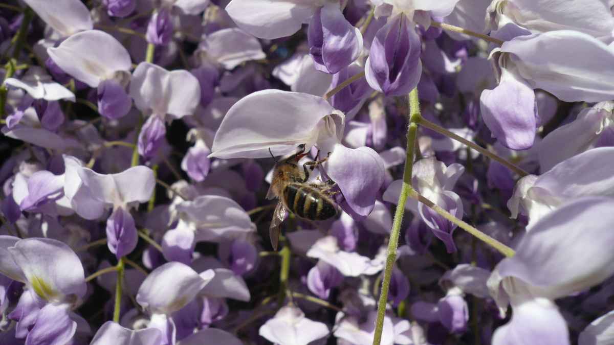 Biene am Blauregen #1