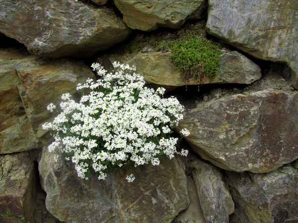 Mauerblümchen