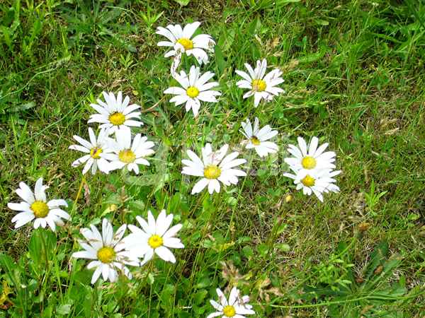 Margeriten 3