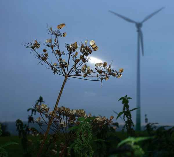 Schärfenspiel zur blauen Stunde
