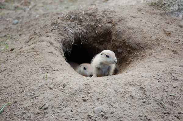 Na wer kommt denn da aus seinem Bau