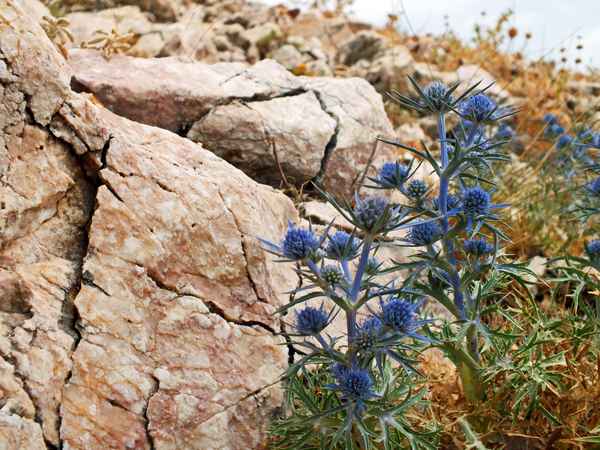 Distel