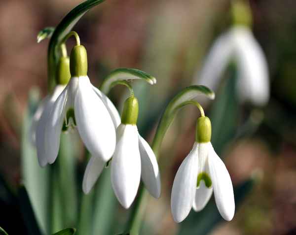 Schneeglöckchen