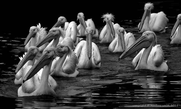 Armada Black & White