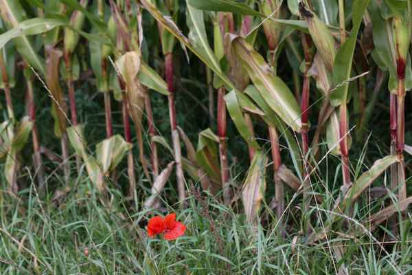 Mohn im Oktober
