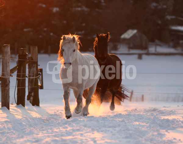 Winterweide