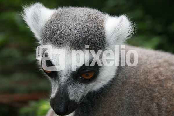 neulich im Zoo