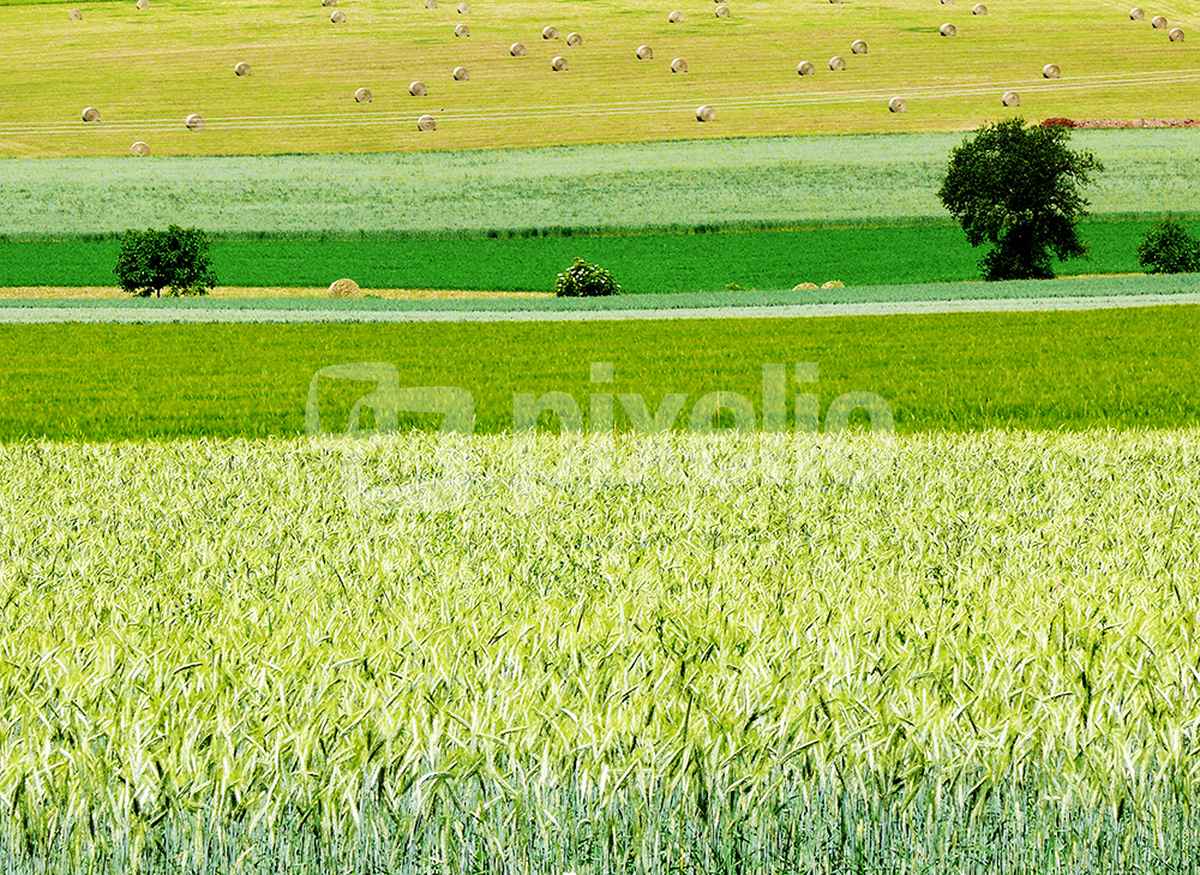 Sommerliche Felder