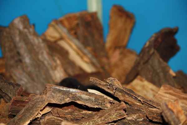 Wer versteckt sich wohl da?