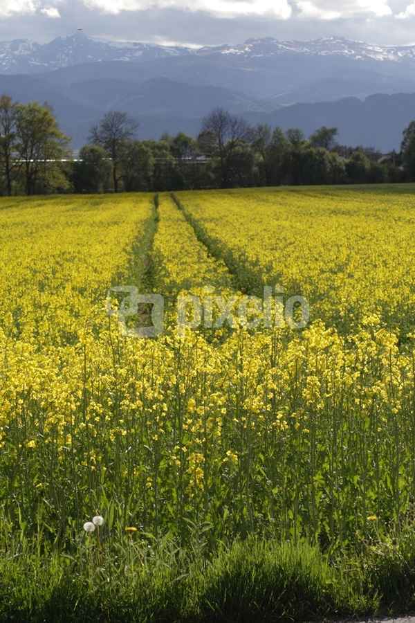 Rapsfeld