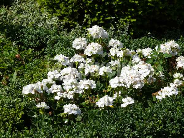Blumen