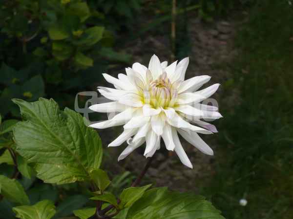 Blätter u. Blumen