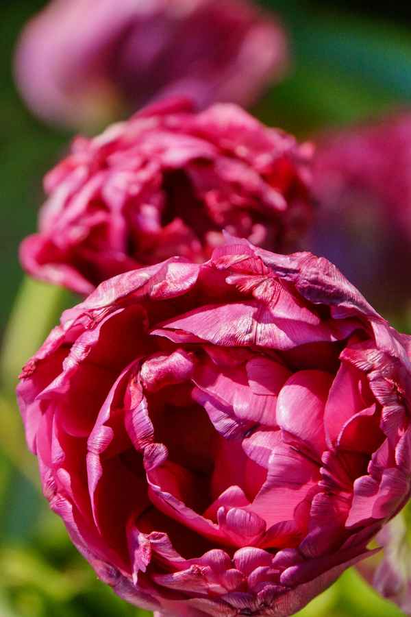 Opulentes Tulpen-Epos