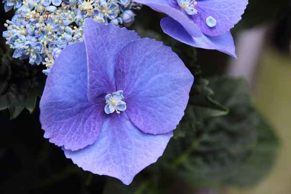 Hydrangea