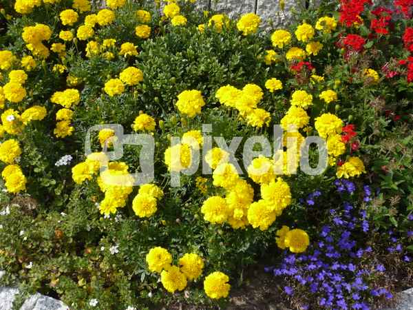Blätter u. Blumen