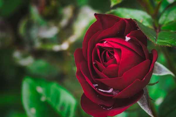 Rote Rose