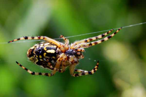 Eichblatt-Radnetzspinne