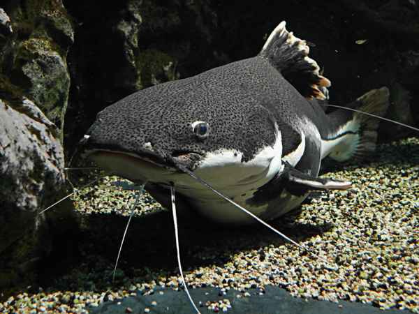 Im Aquarium Nr. 2 - Wels