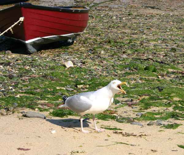 Möwe in Cornwall
