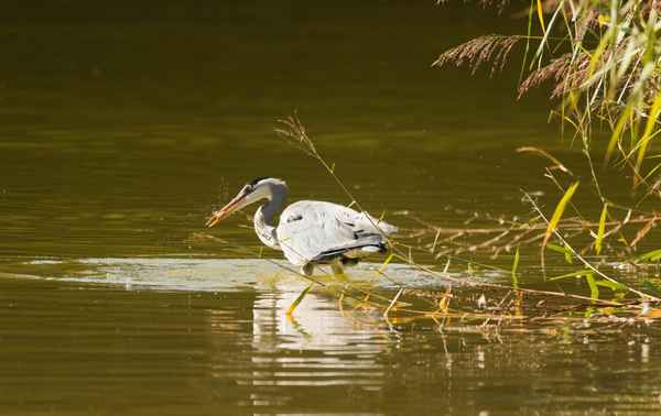Graureiher beim fischen