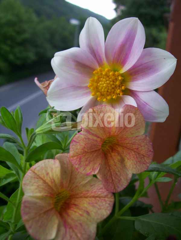 Petunien und Dahlie