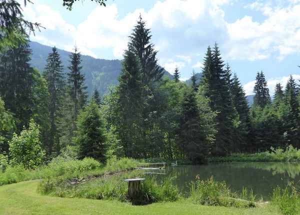 Fischteich in der Waldeinsamkeit