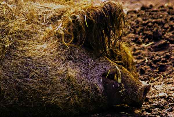Wildschwein schläft