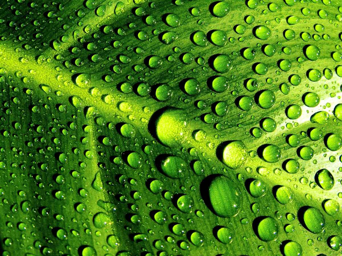 Blatt mit Wassertropfen