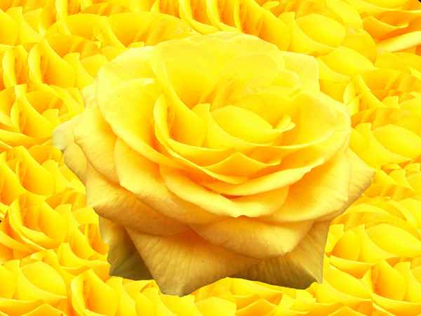Die Königin der Blumen